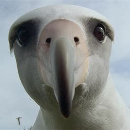 albatross openingsbeeld